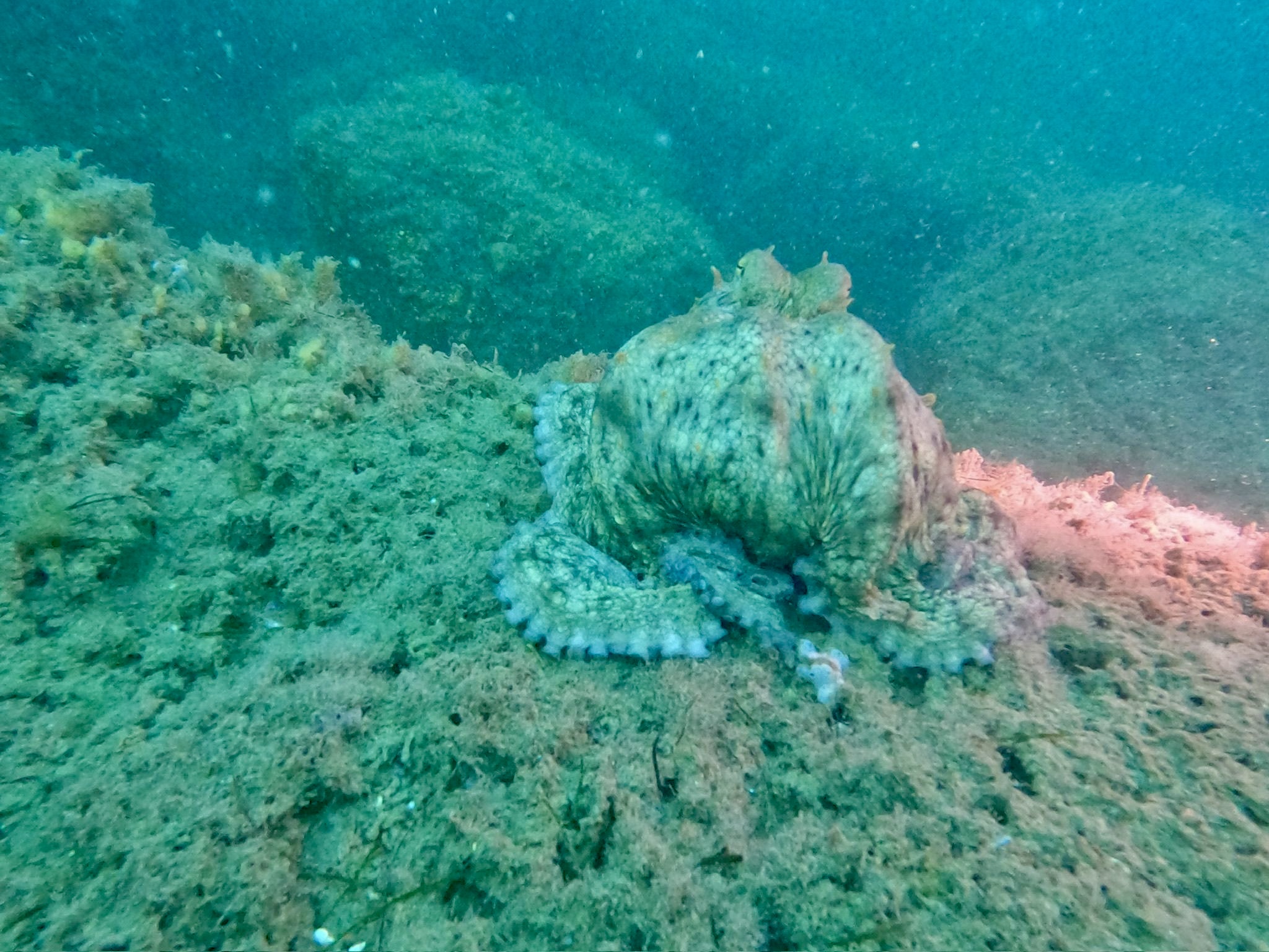 Sortie Bassin d Arcachon 1