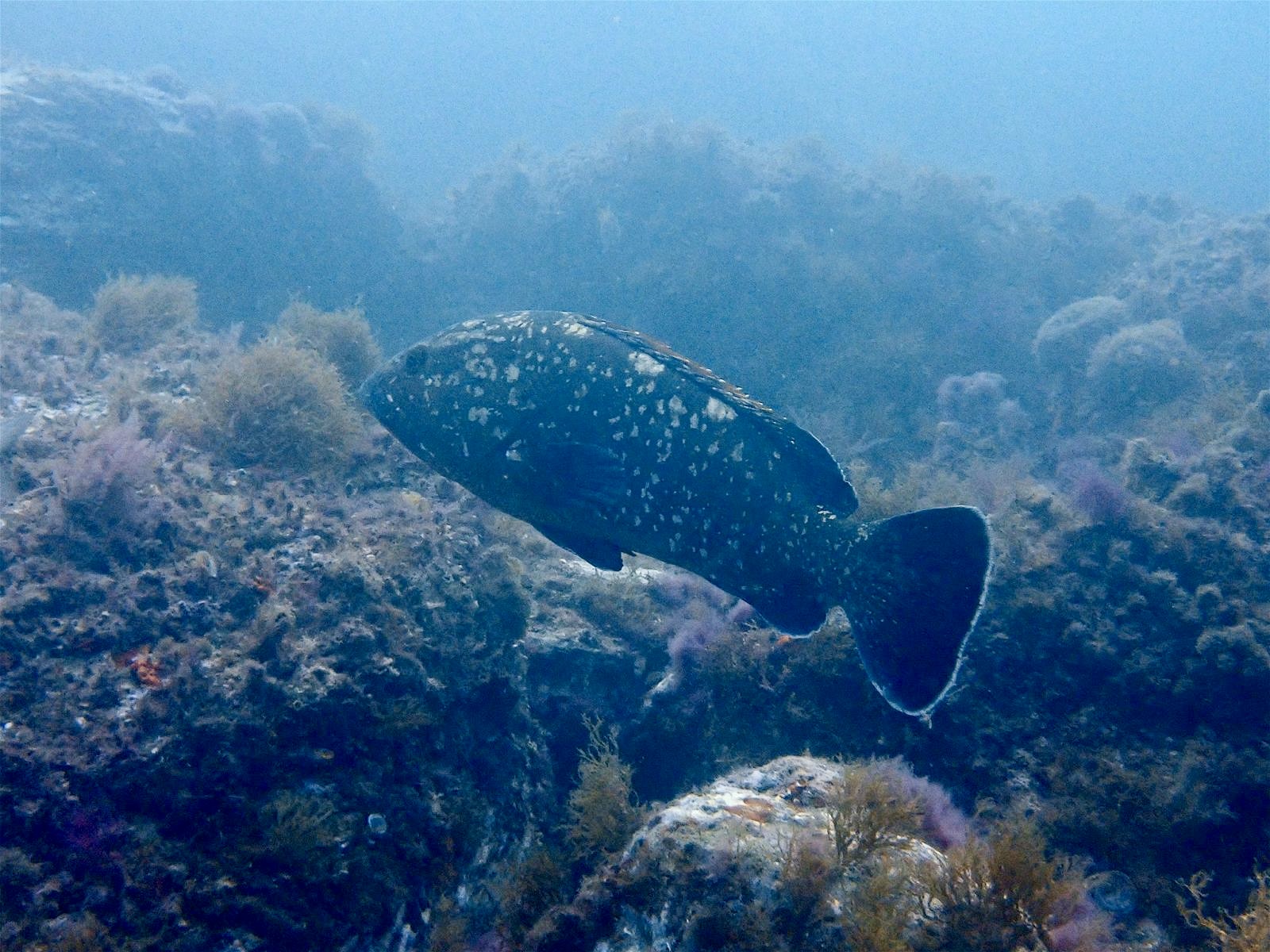 Plongée