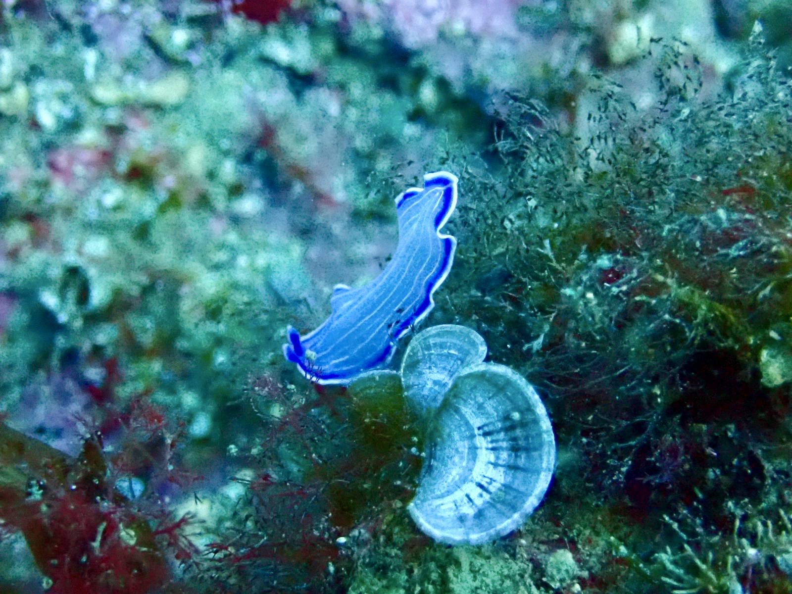 Plongée