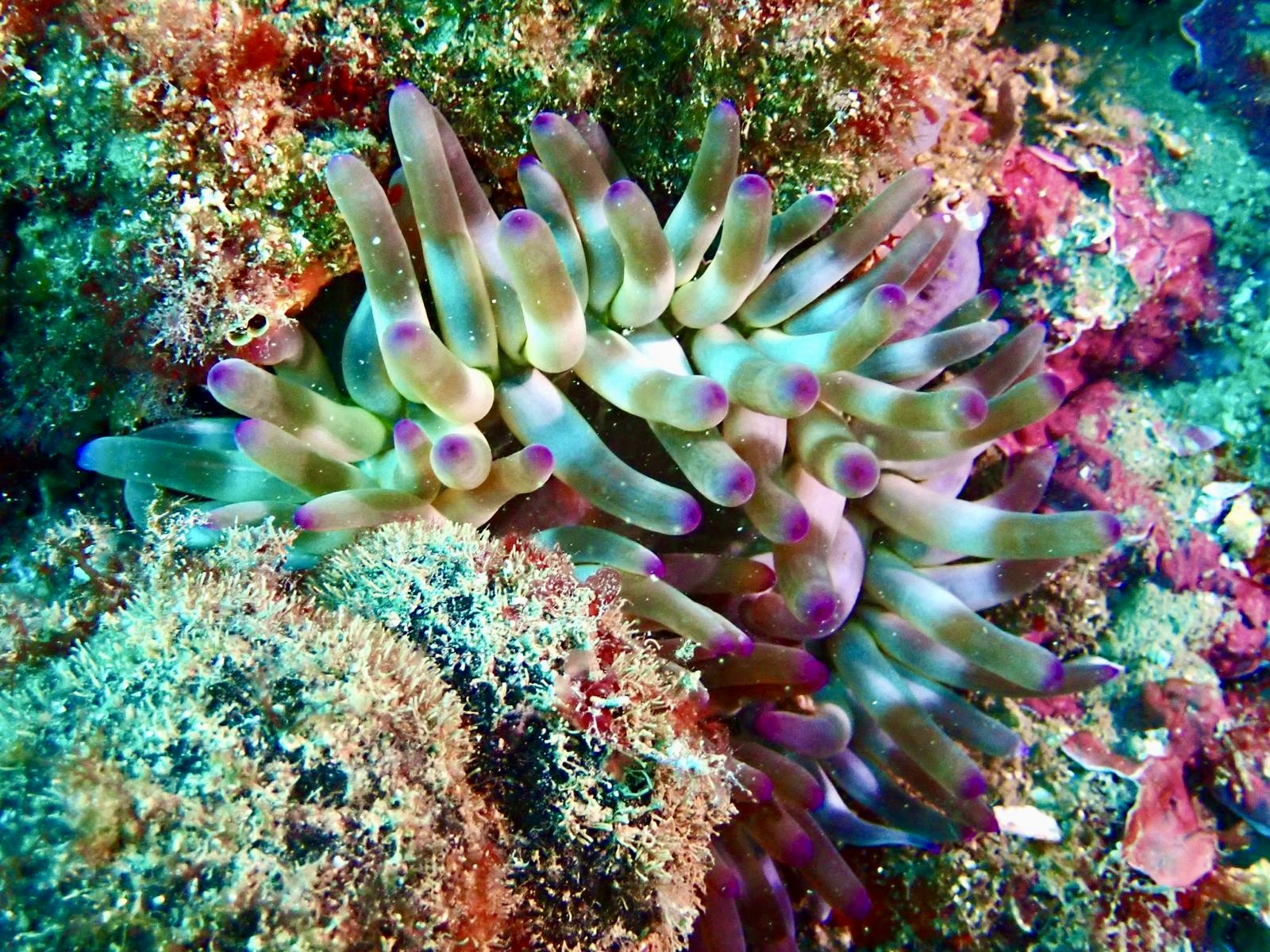 Plongée