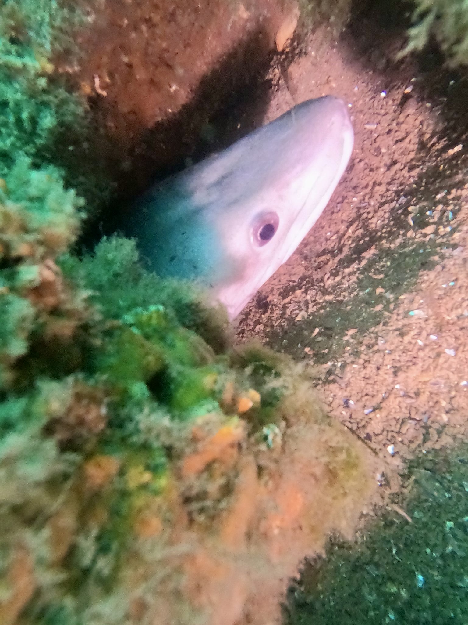 Sortie Bassin d Arcachon 3