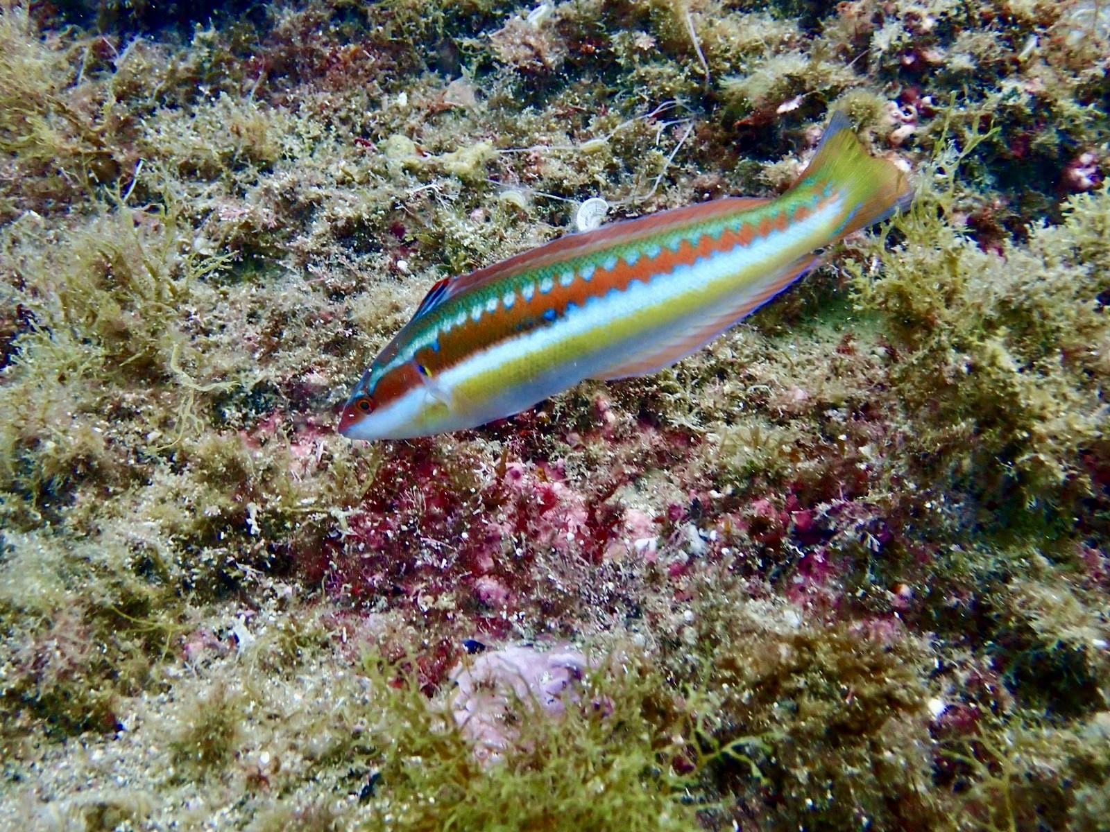 Plongée